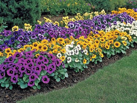 stunning tiny flowers  elevate  gardens beauty