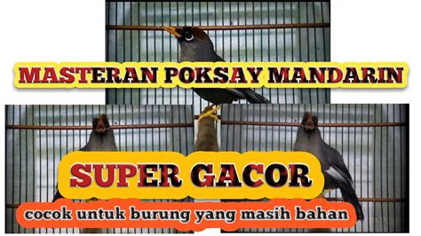 MASTERAN POKSAY MANDARIN GACOR COCOK UNTUK BYRUNG BAHAN YouTube