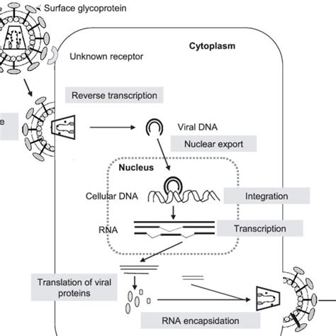 Retroviral Cycle Schematic Representation Of The Eiav Viral Cycle Into