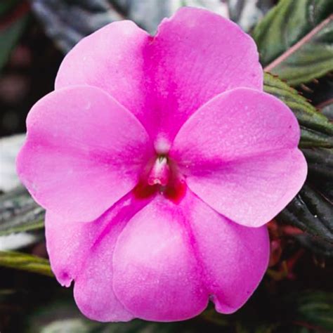 Impatiens Sunpatiens Hanging Basket - Berns Garden Center & Landscaping ...