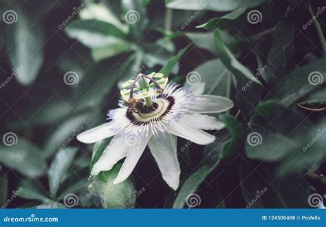 Caerulea Azul Do Passiflora Da Flor Ou Da Passiflora Uma Flor Ou Um