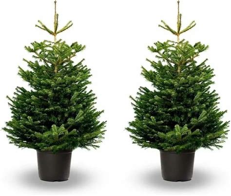 2 X Nordmann Fir Pot Grown Christmas Trees 2ft 4ft Carbeth Plants