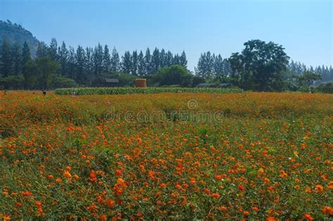 Flowers Field in Farm stock image. Image of landscape - 79309353