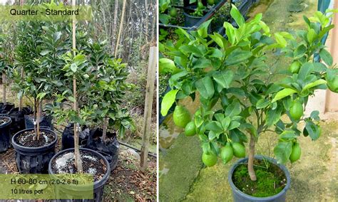 Citrus Lime Lime Trees Limetta Quarter Standard Garden Plants