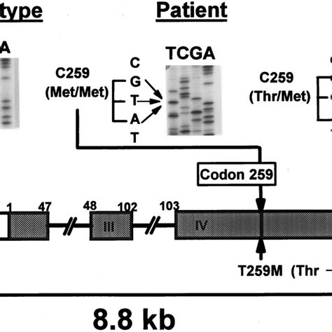 A Comparison Of The Deduced Amino Acid Sequence Of The 3HSD Isoenzymes