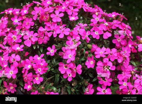 saponaria bressingham pink soapwort saponarias flower flowers garden