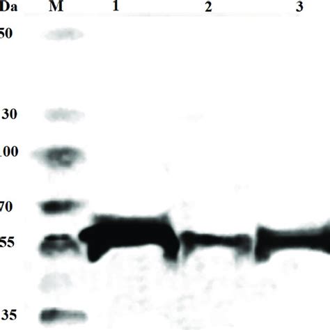 Western Blot Analysis Of Purified Fc Fusion Proteins By Probing With