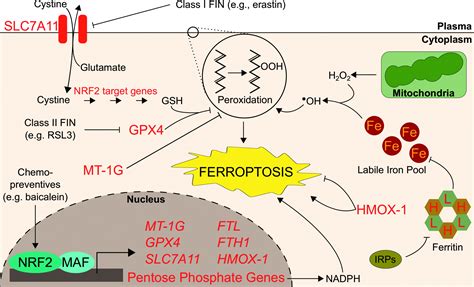 The Roles Of NRF2 In Modulating Cellular Iron Homeostasis