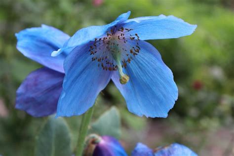 Meconopsis Grandis Tibetan Poppy