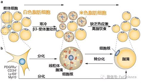 脂肪移植后的存活移植物和宿主到底谁说了算