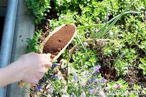 Kaffeesatz als Dünger für Garten und Topfpflanzen WE GO WILD