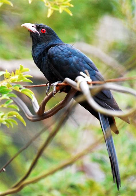 Asian Koel Arunachala Birds