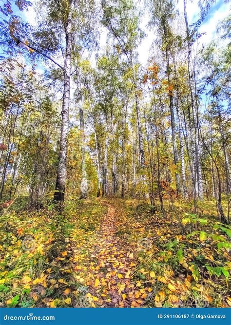 Autumn Forest October In Russia Stock Image Image Of Deciduous