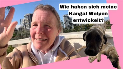 Wie Geht Es Meinem Kangal Welpen Mit Monaten Neue Entwicklungen Und