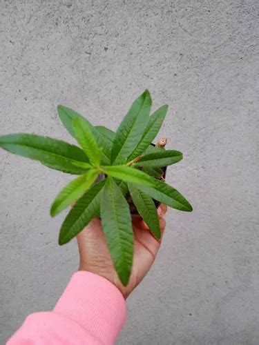 2 Mudas Limonete Planta Medicinal Parcelamento Sem Juros