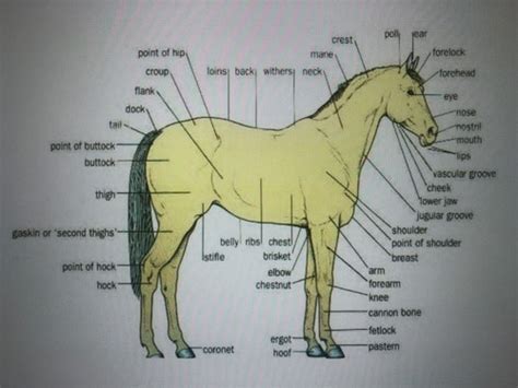 Equine Terminology Anatomy Restraint Flashcards Quizlet