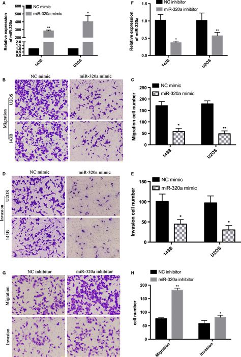 Overexpression Of Mir‐320a Inhibits 143b And U2os Cells Migration And