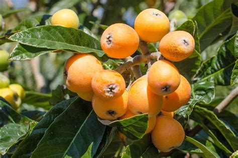 How to Grow and Care for Loquat Trees | Gardener’s Path