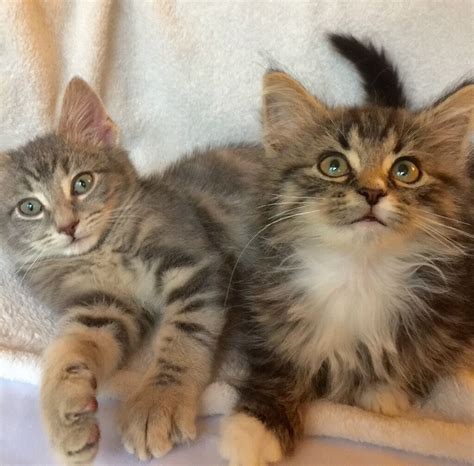 Stunning Maine Coon Cross And Silver Grey Kittens In Plaistow London