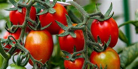 Como Plantar Tomate Os Segredos Do Plantio At A Colheita Jardineiro Net