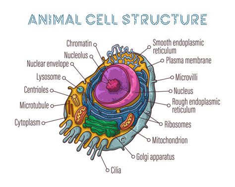 Centriole Illustrations, Royalty-Free Vector Graphics & Clip Art - iStock