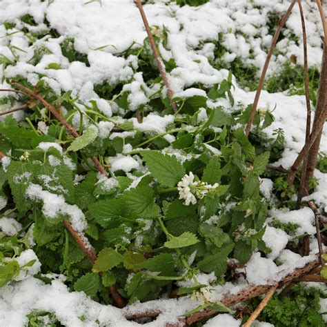 Lamium album (white dead-nettle)