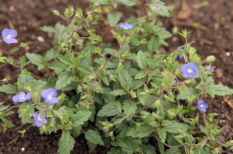 33 Colorful Groundcover Plants That Are Easy To Grow