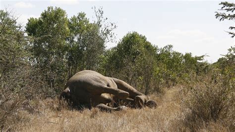 Elefantes Mueren En África Por El Intenso Calor Mientras Migran En