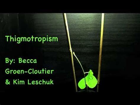 Plant Thigmotropism Time Lapse Video - YouTube