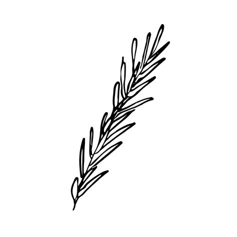 Premium Vector A Sprig Of Rosemary Hand Drawn Sketch Style