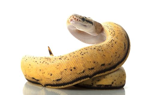 Super Pastel Ball Python Pictures - AZ Animals