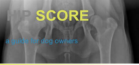 What Is A Good Hip Score In Labradors