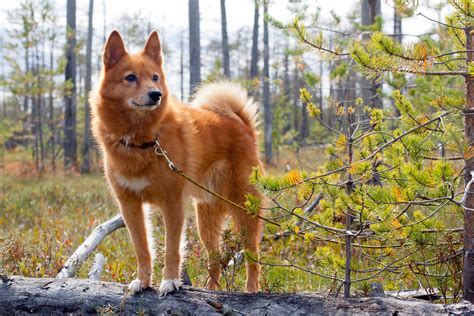 Finnish Spitz Breed Info Best Food Training Grooming Bil Jac