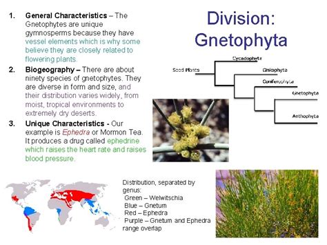 Plant Classification 1 2 3 General Characteristics and