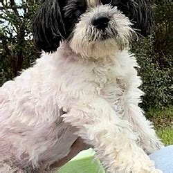 Davie Fl Shih Tzu Meet Hugo A Pet For Adoption Adoptapet