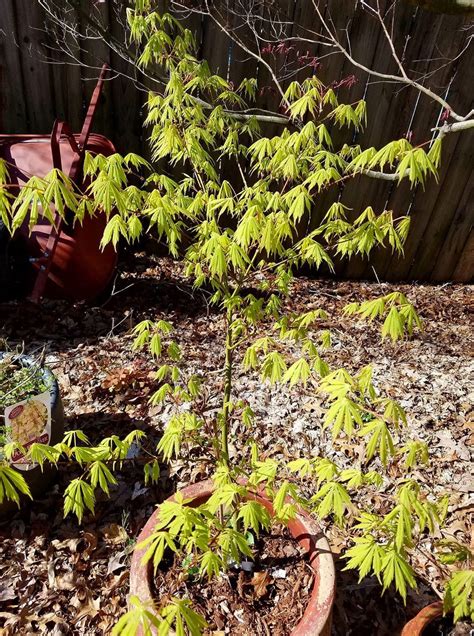 Buy Acer Palmatum Fascination Japanese Maple — Mr Maple │ Buy Japanese Maple Trees