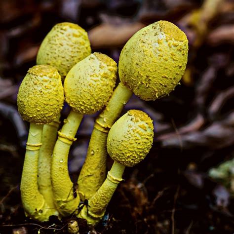 Mushroom Species Mushroom Appreciation