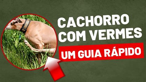 Cachorro Vermes Um Guia R Pido E Pr Tico Para Usar Youtube