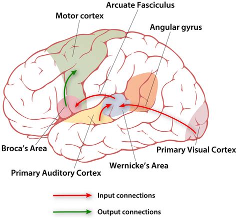 Conduction Aphasia