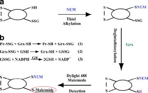 Mechanism Of Deglutathionylation And Detection Of Pr SSG A Schematic