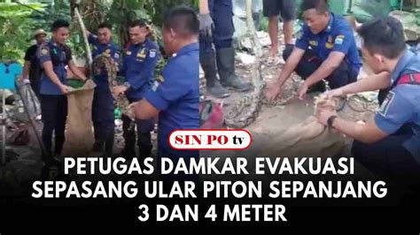 Petugas Damkar Evakuasi Sepasang Ular Piton Sepanjang Dan Meter