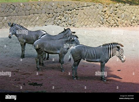 Zebras in the Zoo Stock Photo - Alamy