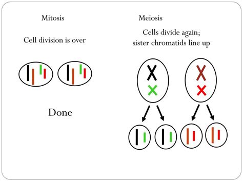 Ppt Specialized Sex Cells Powerpoint Presentation Free Download Id