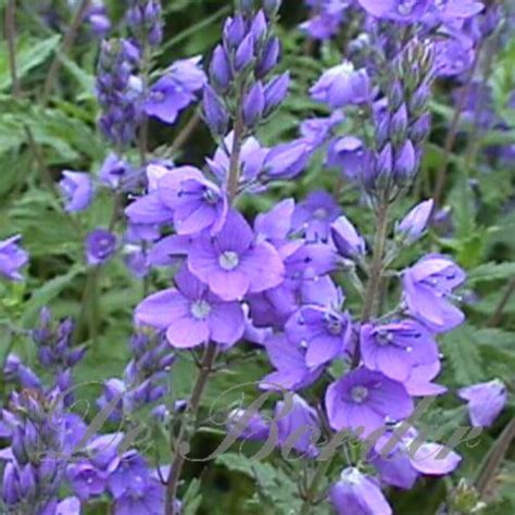 Veronica Austriaca Azurit Kwekerij De Border