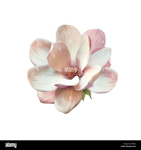 Vector Illustration Of A Magnolia Flower Isolated On White Background