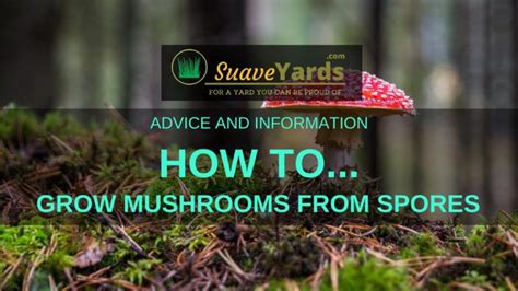 How to Grow Mushrooms from Spores: All You Need To Know