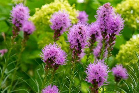 14 Beautiful Perennial Wildflowers for a Low-Maintenance Landscape