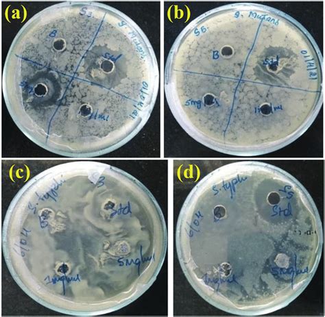 Zone Of Inhibition Using A Pure Co 3 O 4 And B Cu Co 3 O 4