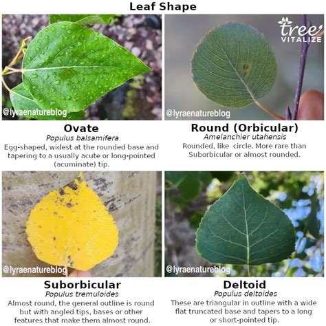 5 Different Types of Aspen Trees & Their Identifying Features