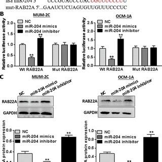 Mir Expression Markedly Decreases Within Um Cells And Tissues A